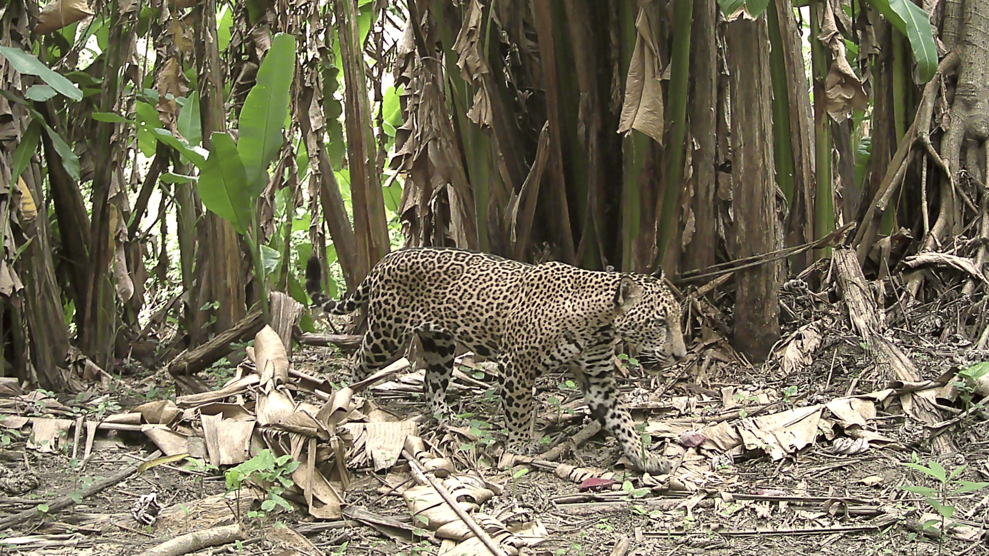 Wildlife camera in Guatemala captures a once-in-a-decade snapshot