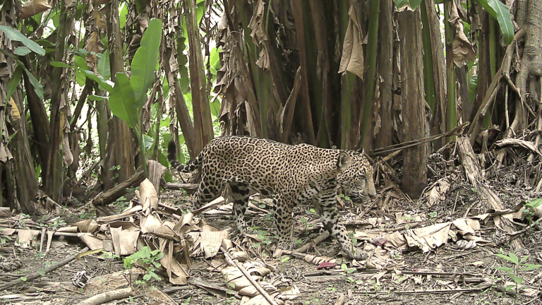 a jaguar walking through a jungle