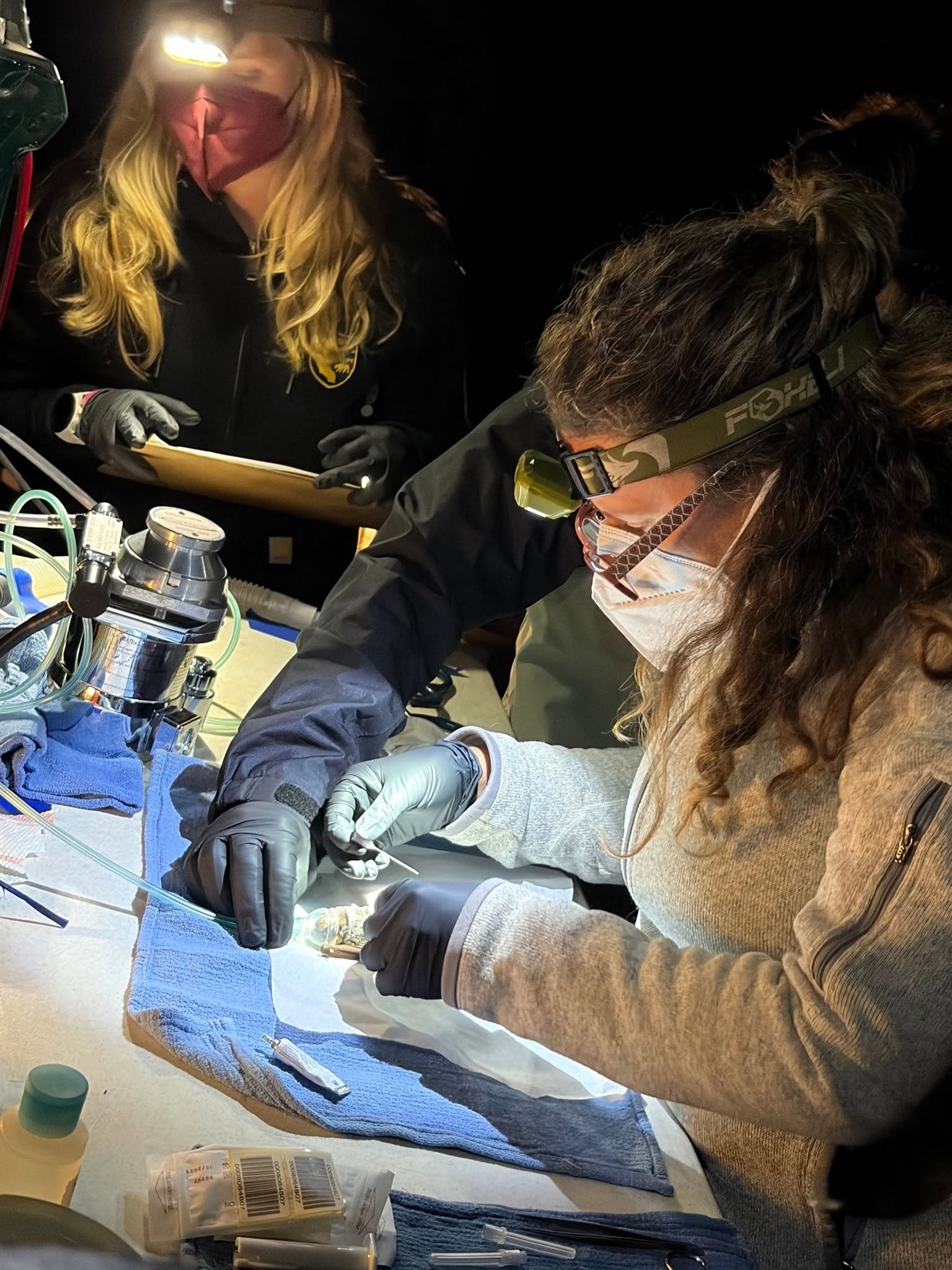 a scientist wearing a headlamp puts a tracker on a bat