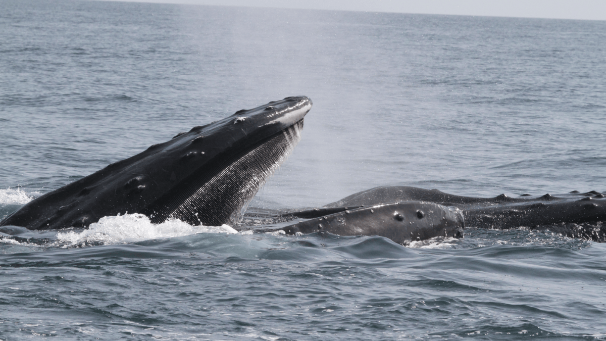 More evidence emerges that Arabian Sea humpback whales could be their own subspecies