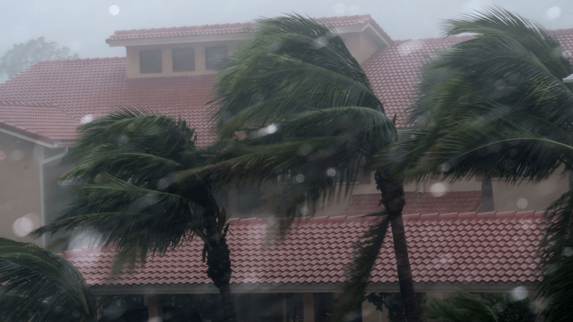 palm trees blowing in the wind next to a roof