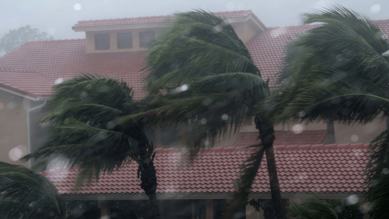 palm trees blowing in the wind next to a roof