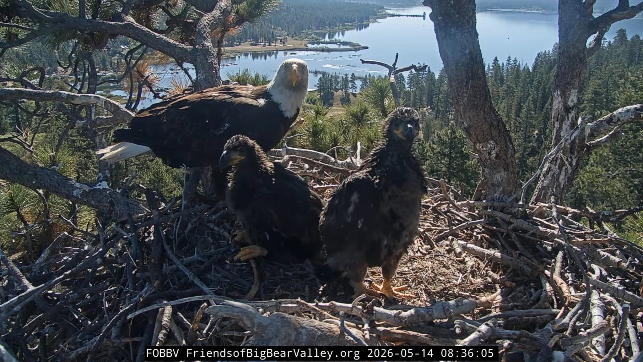 an adult baled eagle with two eaglets