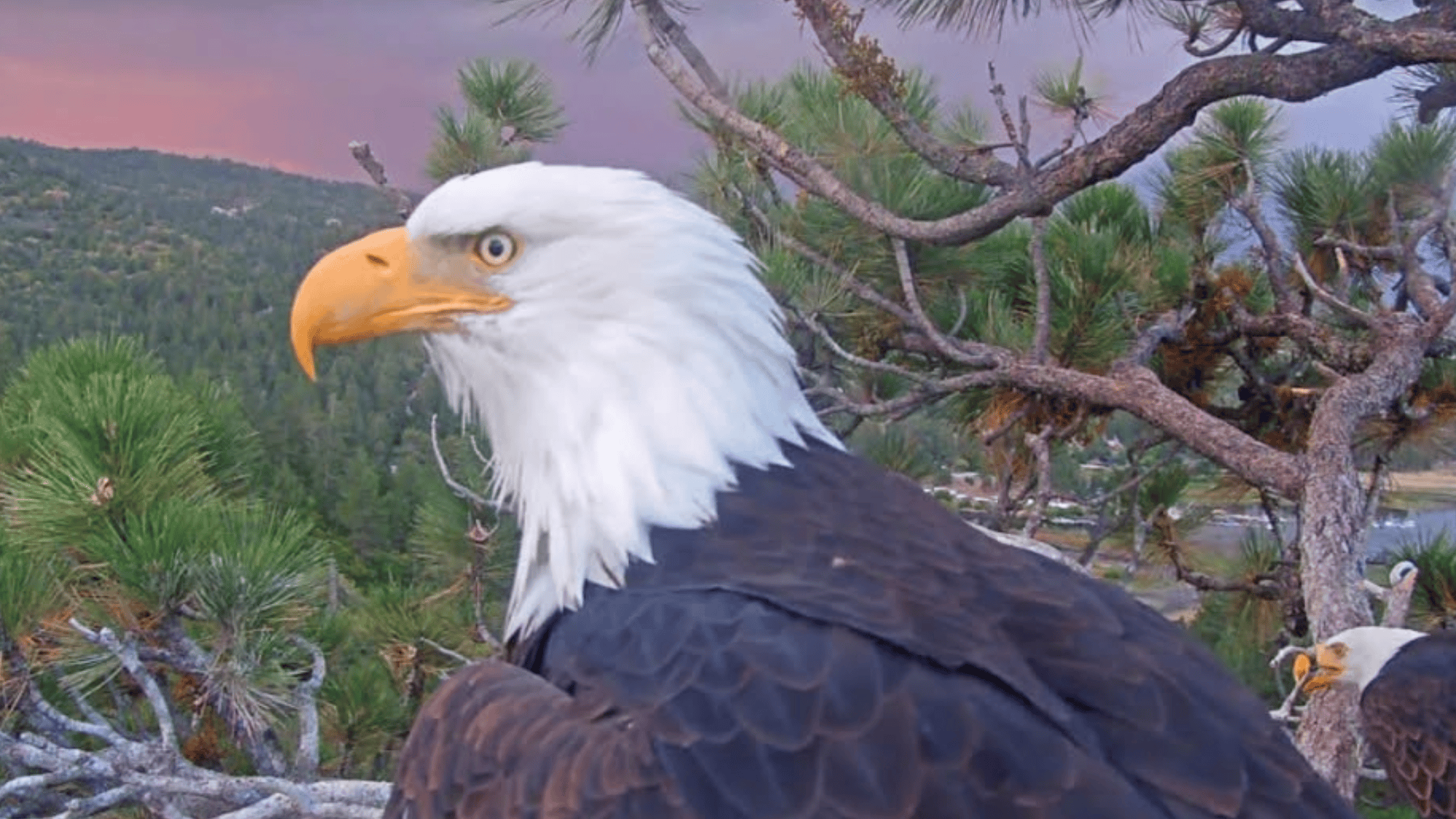 the profile view of a bald eagle with a pink surise
