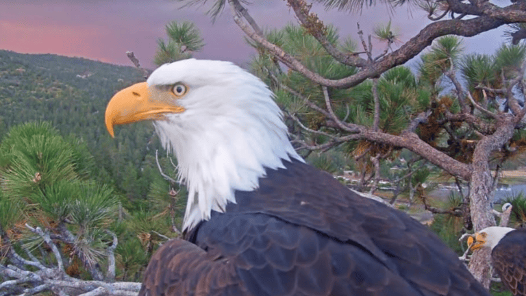 the profile view of a bald eagle with a pink surise