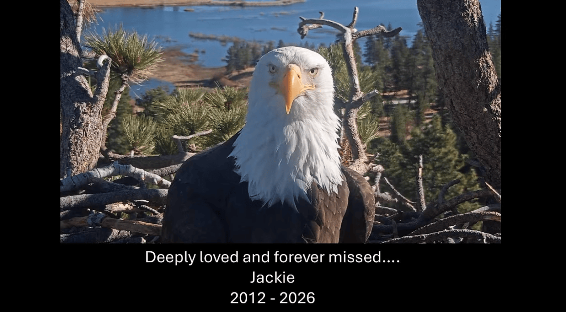 Jackie tribute video celebrates bald eagle’s wonderous life