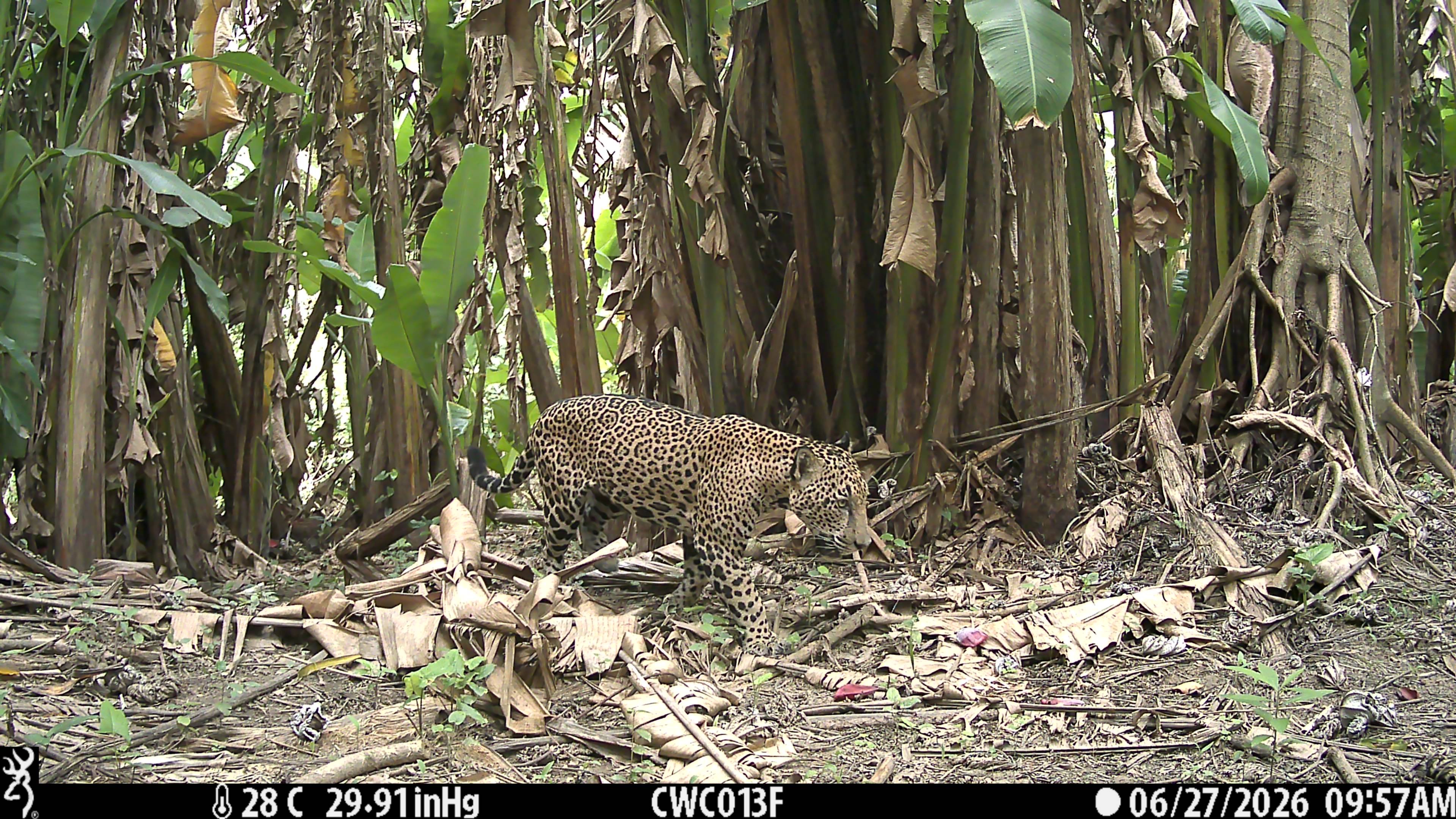 a jaguar walking through a jungle in guatemala
