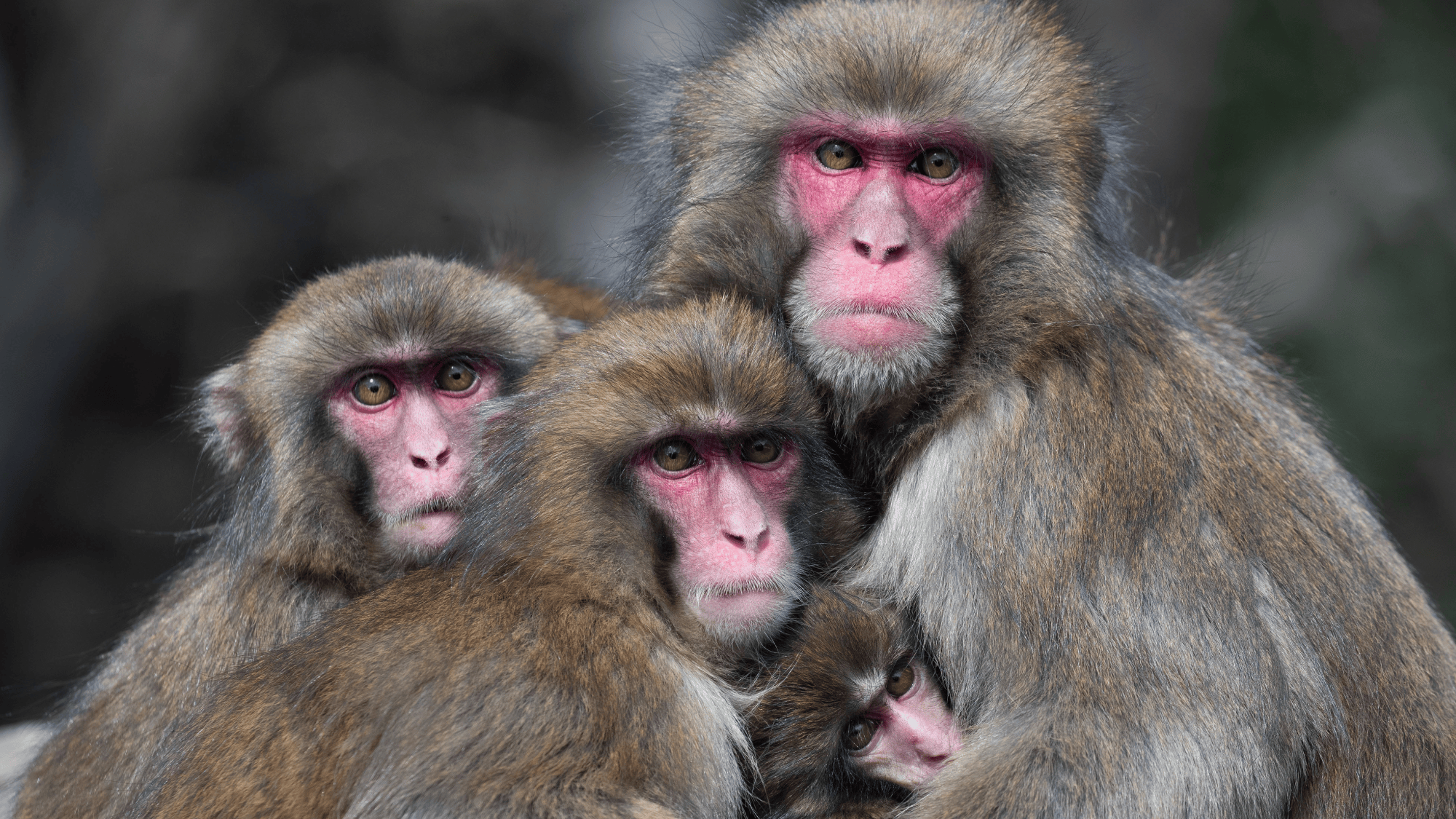 Monkeys also avoid germs after viral outbreaks 
