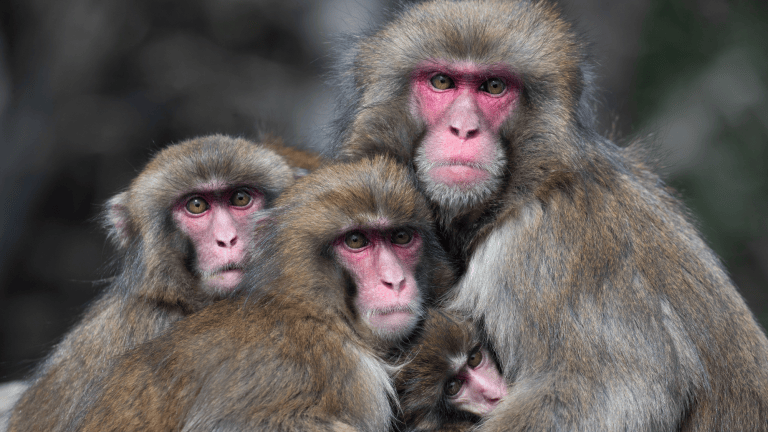four monkeys hugging