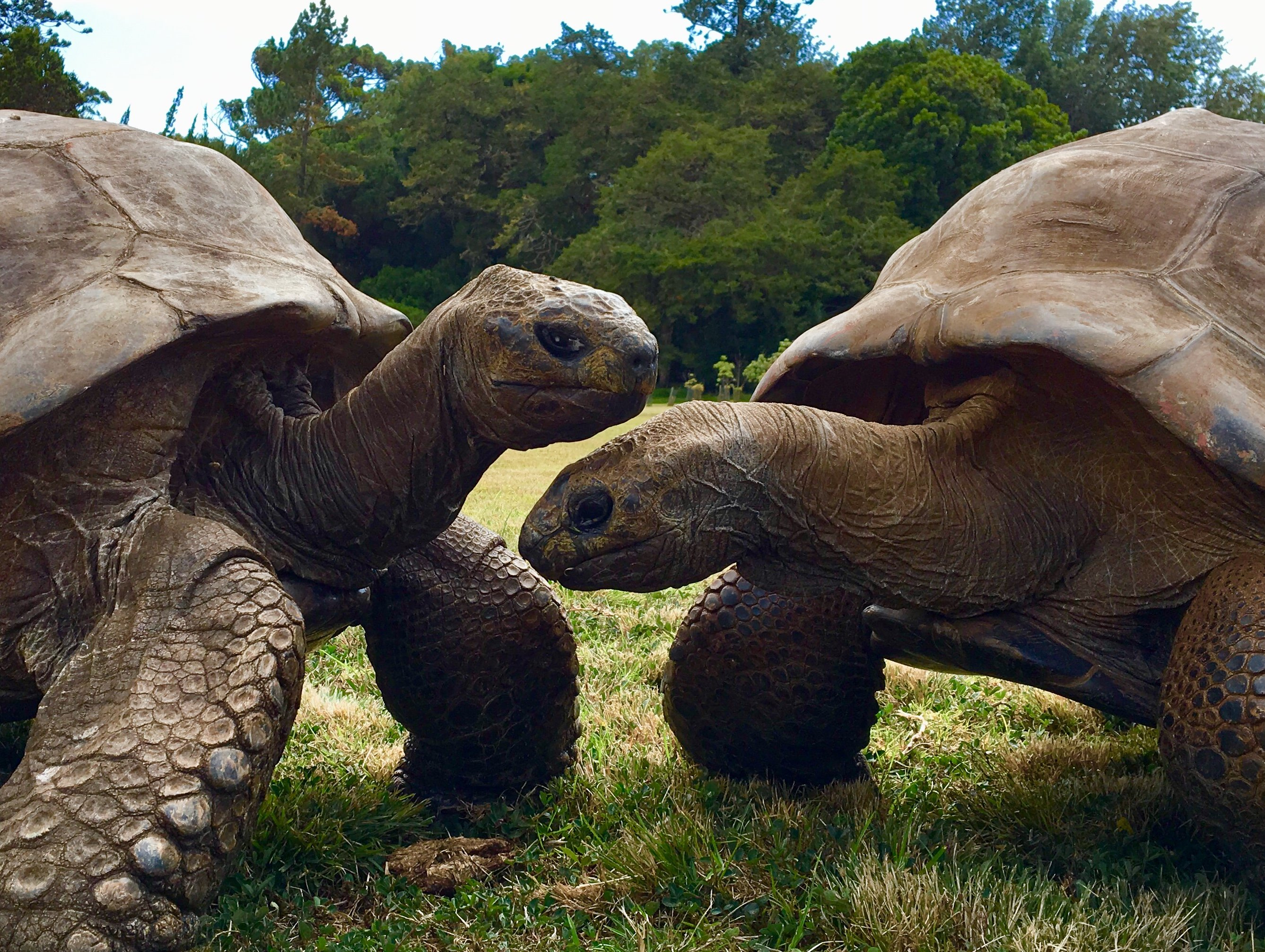 two giant male tortoises