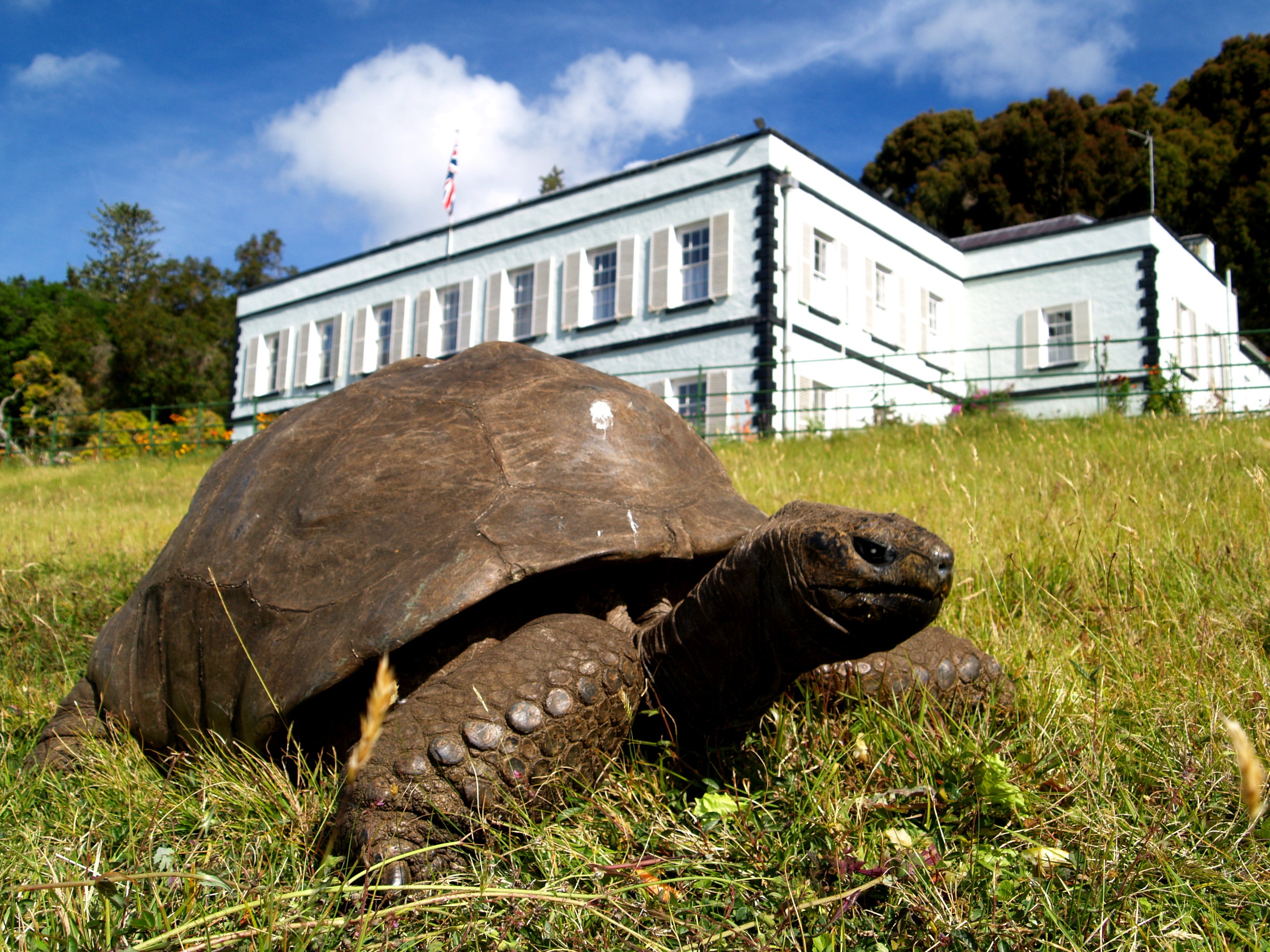 a giant tortoise on the grass in front of a large house