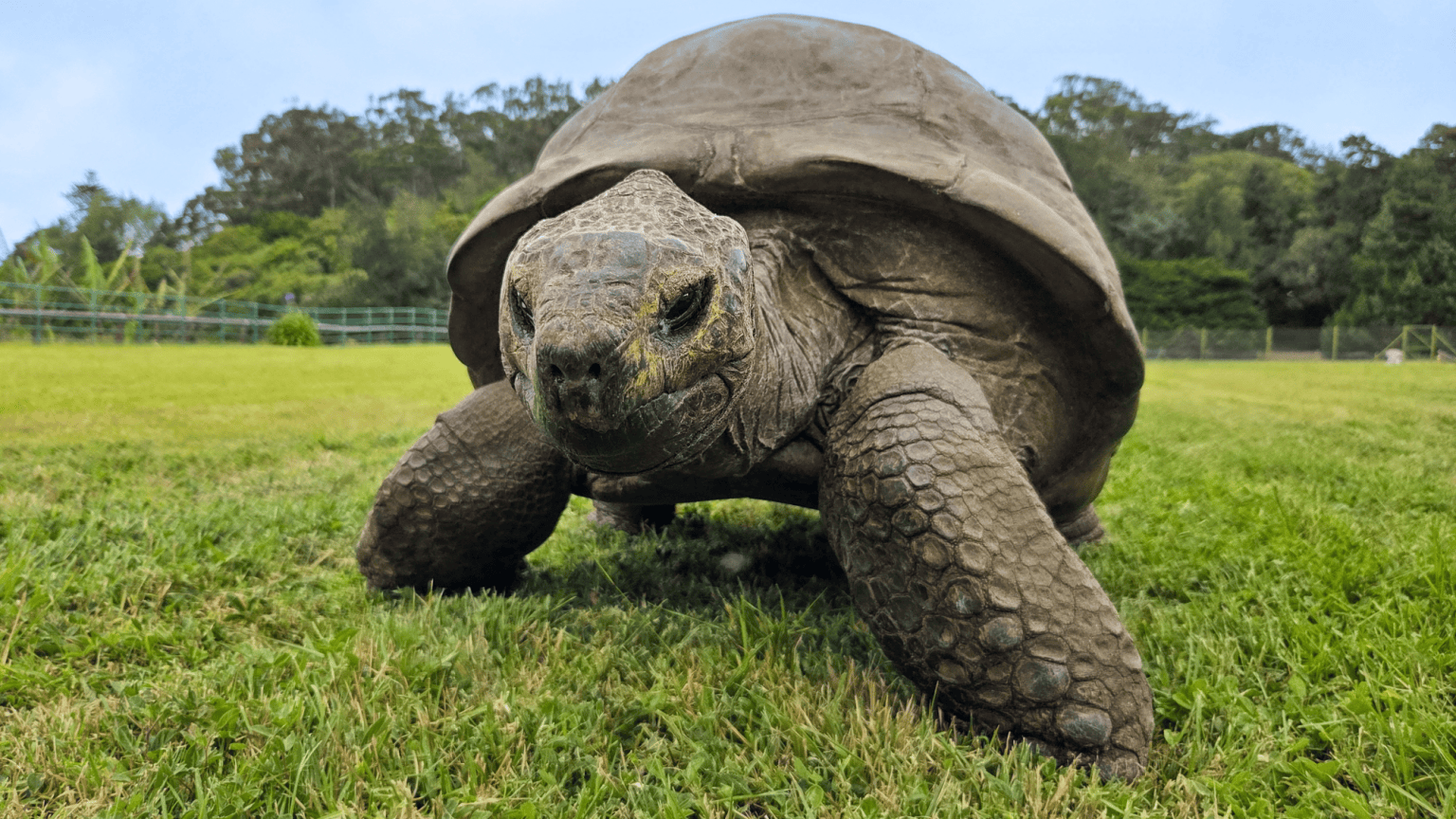 Jonathan the tortoise is 194 years old and thriving. His genes help explain why.