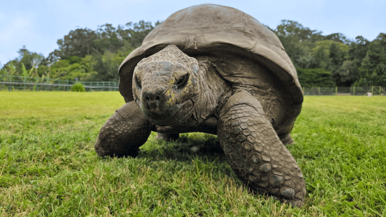 a large tortoise in grass