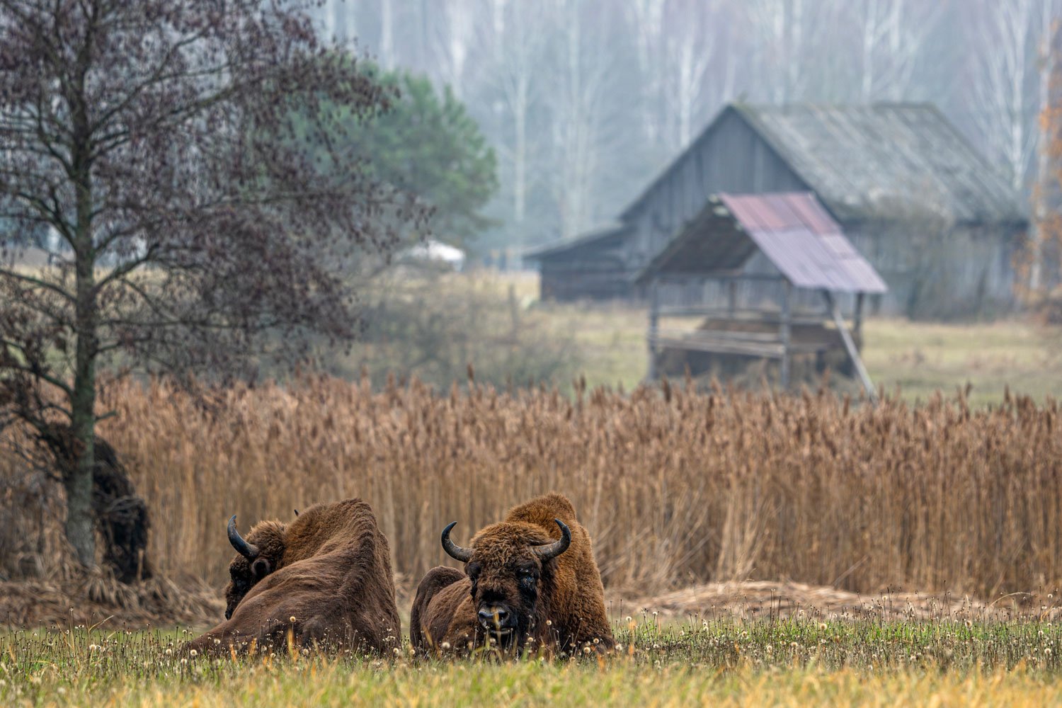 two bison sit in a field