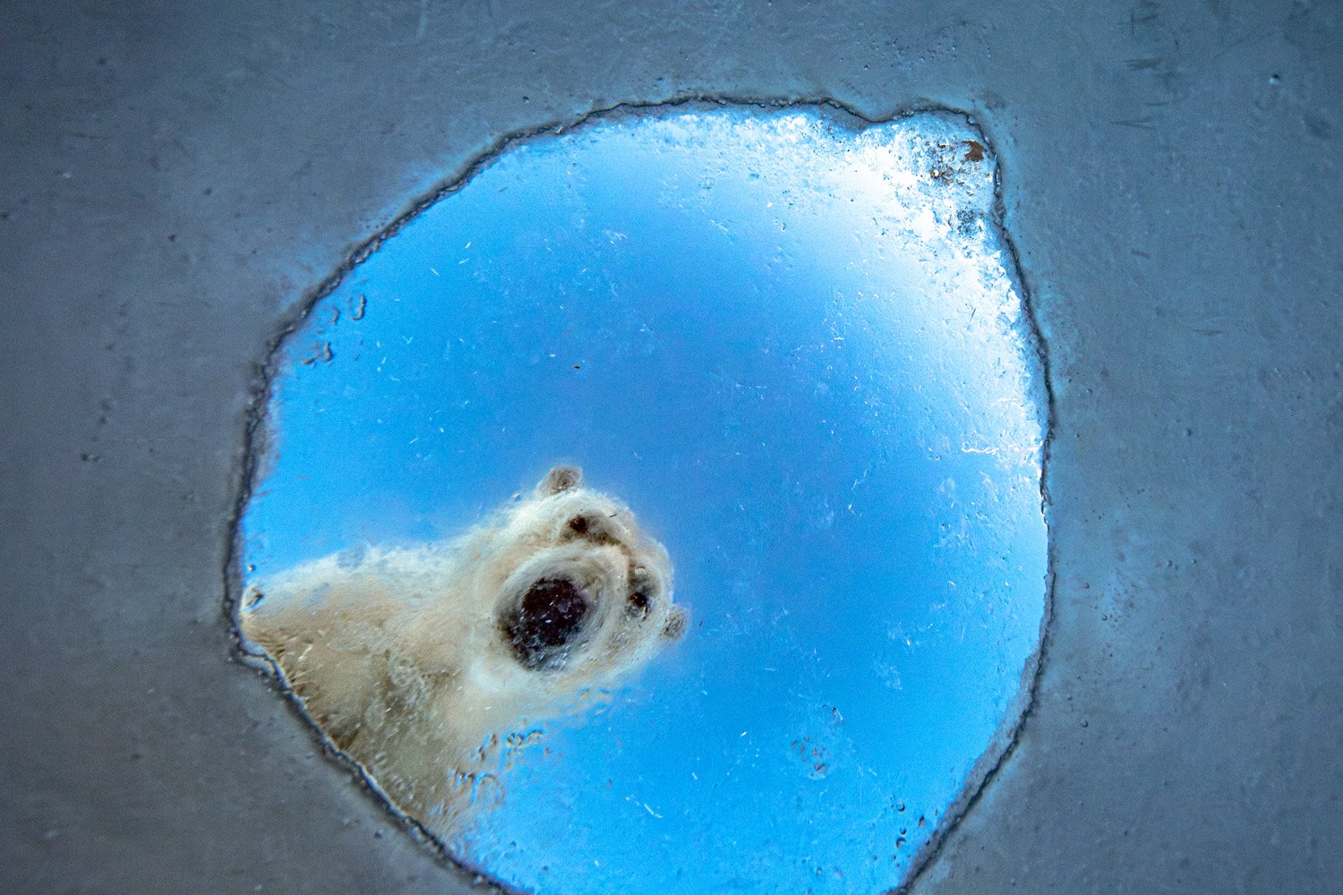 a polar bear peers through an ice hole