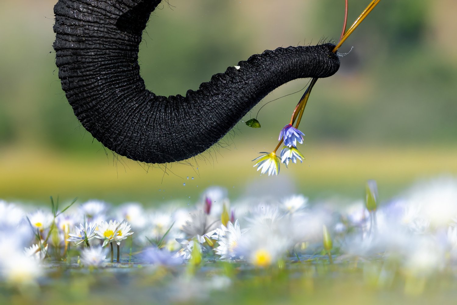an elephant's trunk plucks a flower