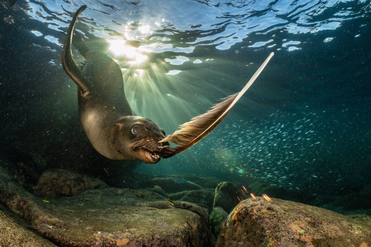 12 remarkable images from European Wildlife Photographer of the Year 2026