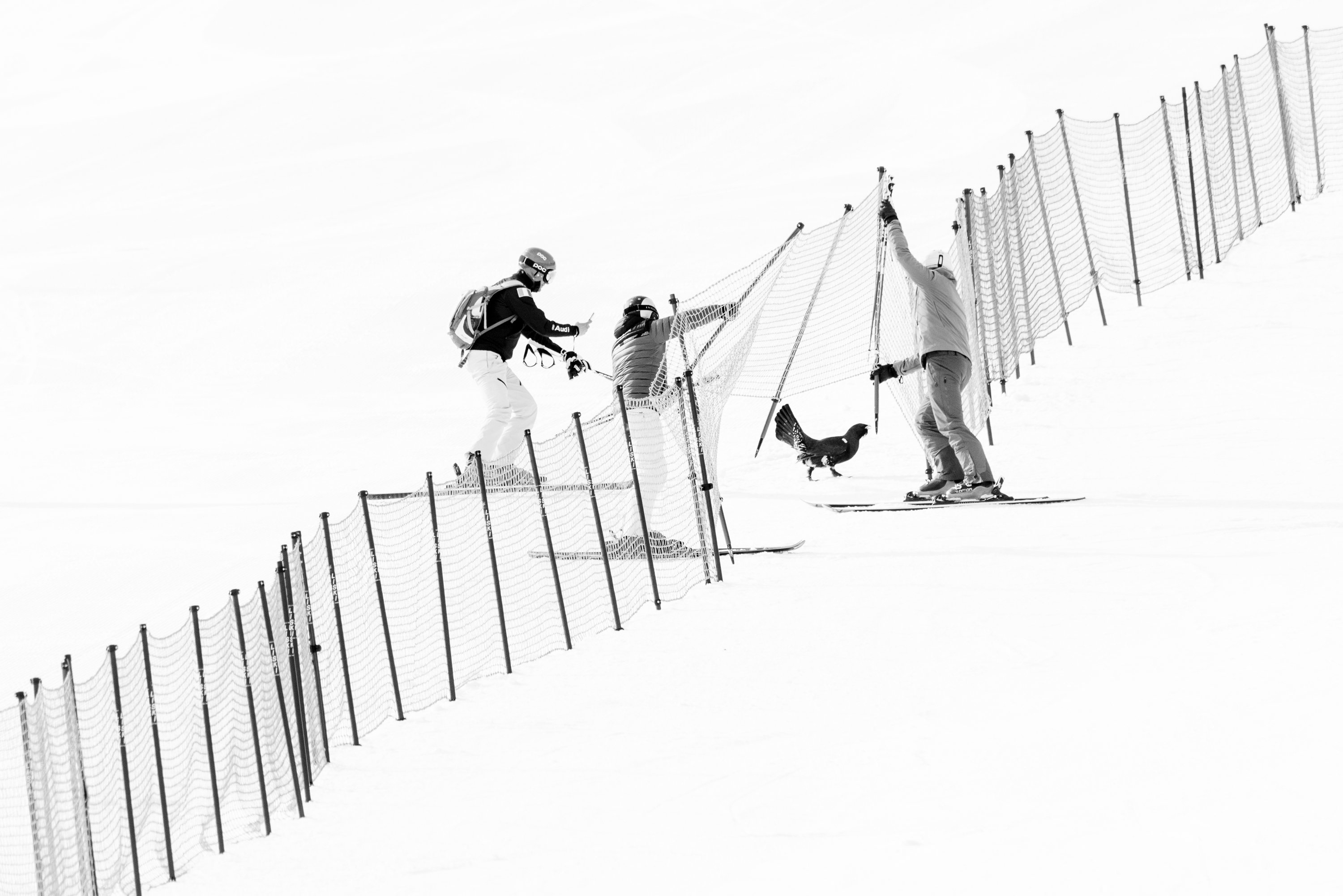 skiiers help a stuck bird