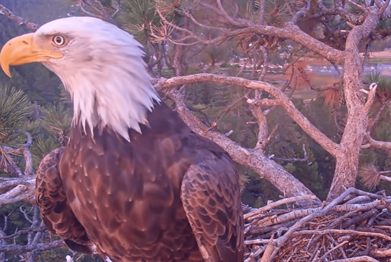 bald eagle in nest