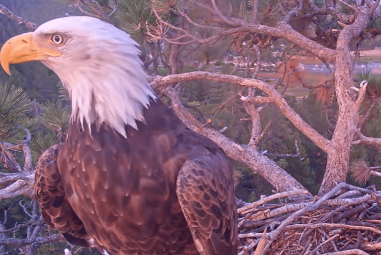 bald eagle in nest