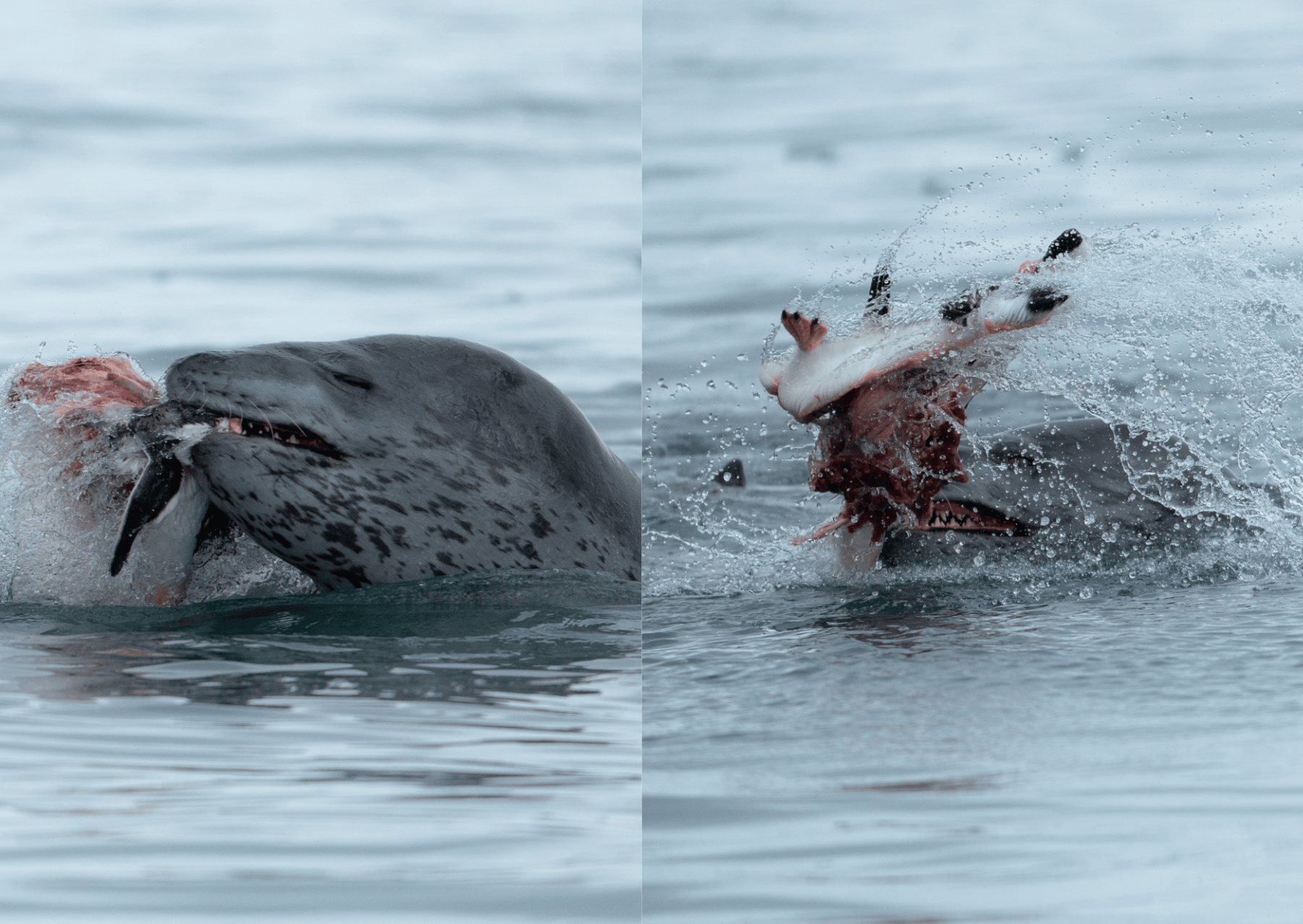 leopard seal hunting a penguin