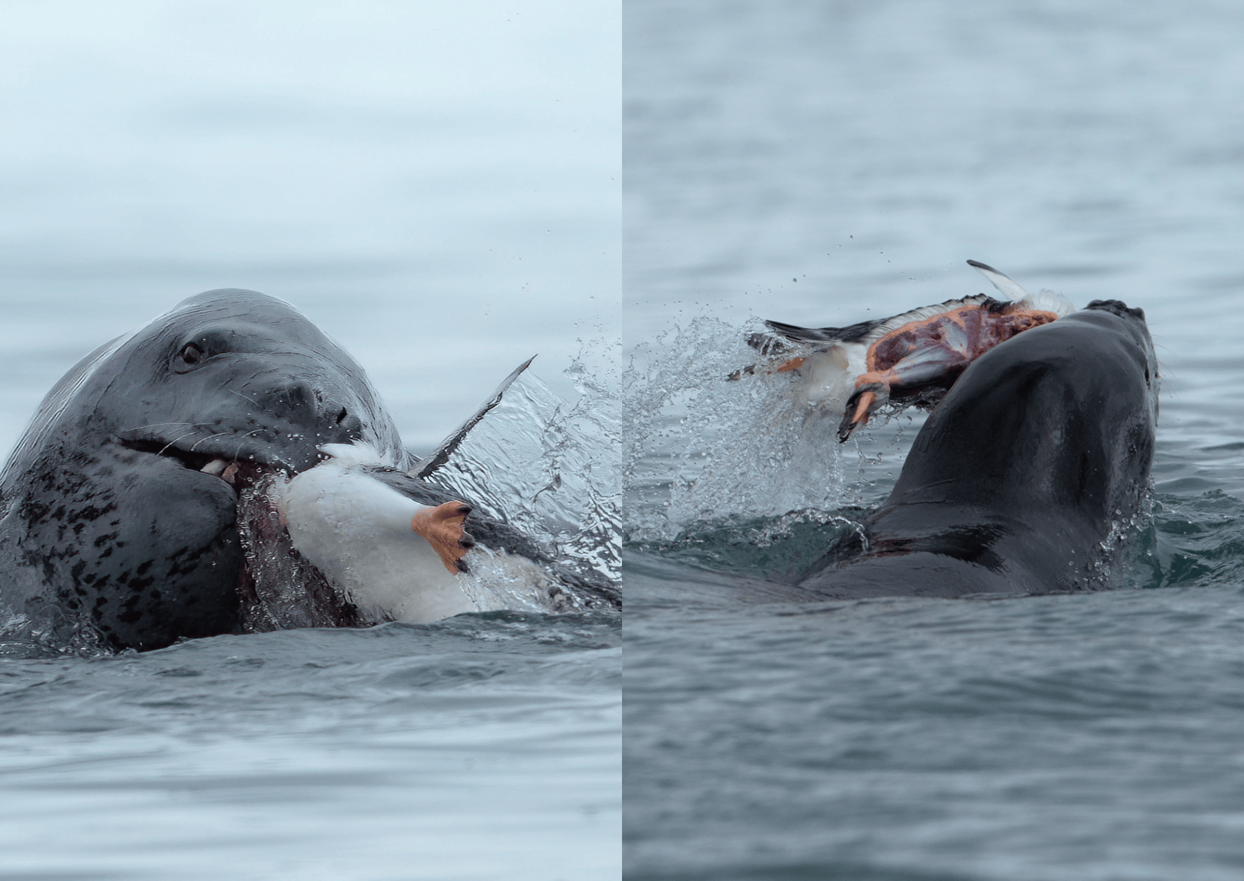 leopard seal hunting a penguin