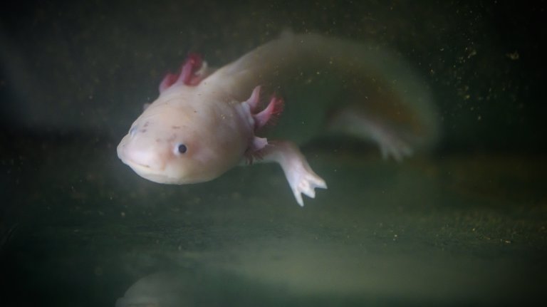 This photograph shows an Axolotl, Ambystoma mexicanum, at the CNRS (Centre National de la Recherche Scientifique) Moulis caves where underground aquatic species are bred and studied in Moulis, southwestern France on July 8, 2026. France and the Parc naturel regional des Pyrenees Ariegeoises are implementing a project to classify its caves and underground rivers as a reserve in order to ensure better preservation of this subterranean heritage, to facilitate scientific and technical studies, and to increase awareness-raising activities in environmental education and sustainable development. (Photo by Lionel BONAVENTURE / AFP)