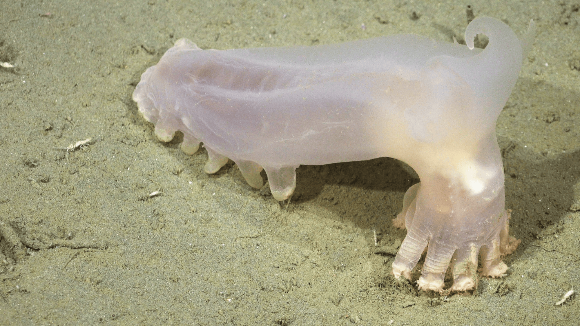 57 new species discovered in deep-sea canyon near Argentina