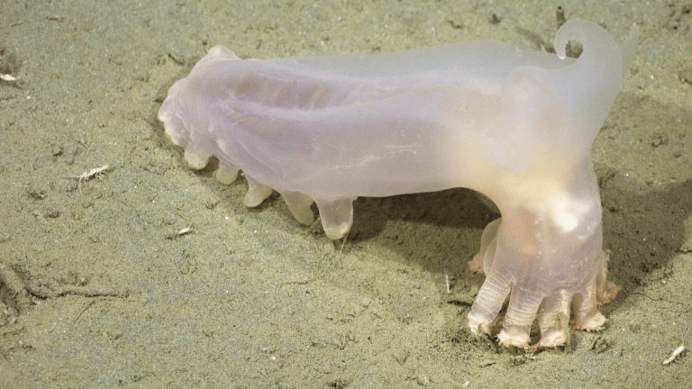 a white sea cucumber with horns