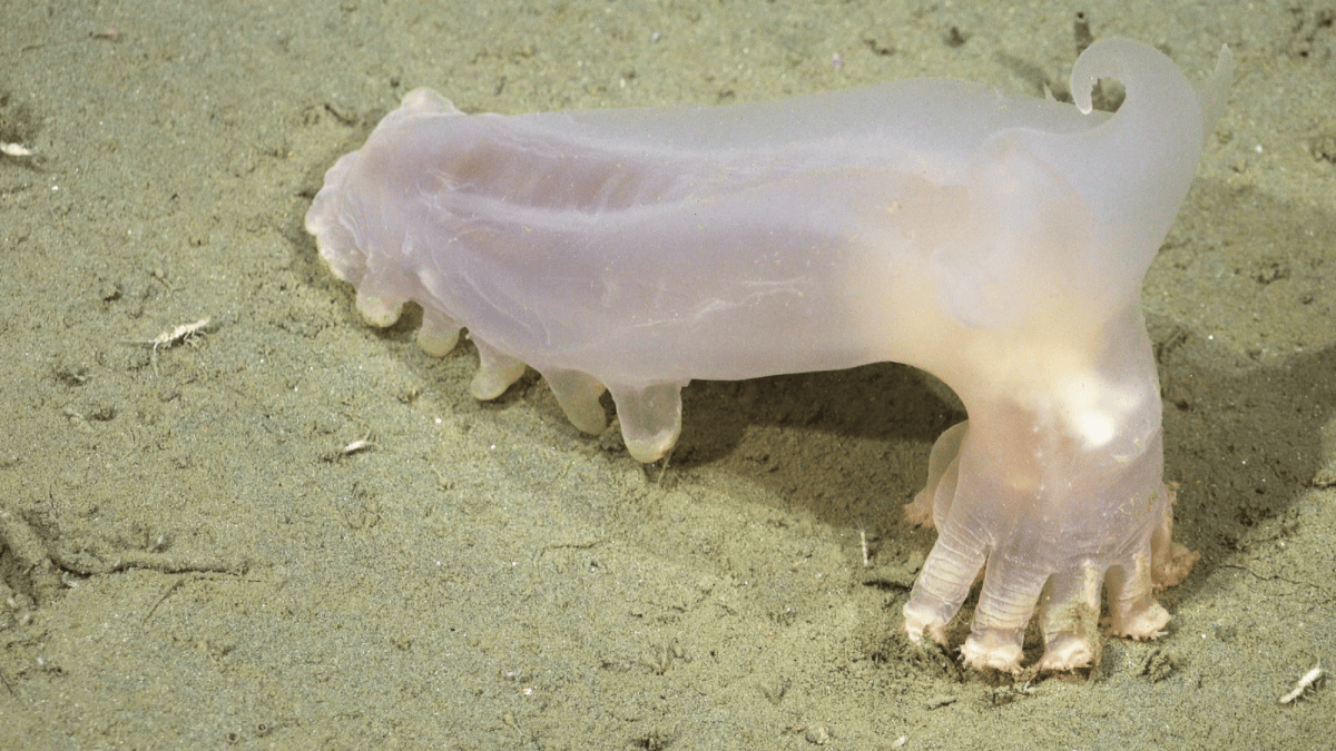 Deep-sea canyon near Argentina yields 57 new species