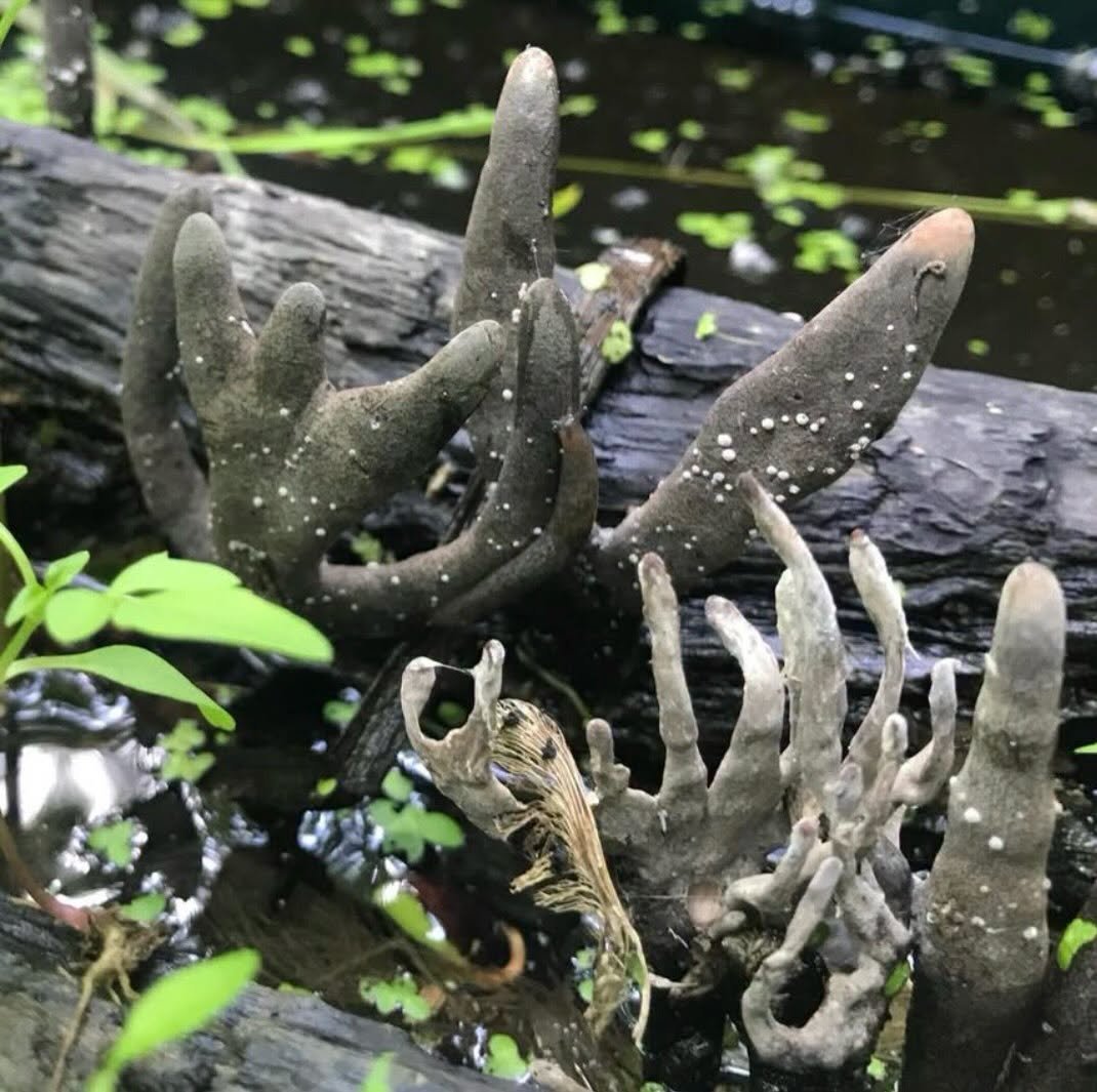 a fungi that looks like fingers