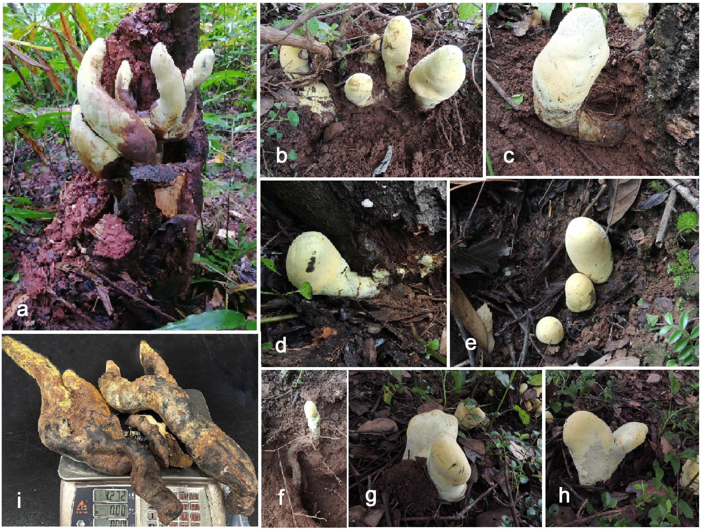Stromata of Dianjunus rex in the field. (a, c, d, f) Stromata attached to host roots. (b, e, g, h) Stromata around host plant. (a) Collectors. (i) Total weight of largest bilobedstromata. Image: Song, Yan, Pérez-Moreno, Zhang, Yang, Xie, Su, Liu, Wang, Liu, Yang, Yang, Liu, Shi, Wan, Cheewangkoon, Dai, Senanayake and Yu