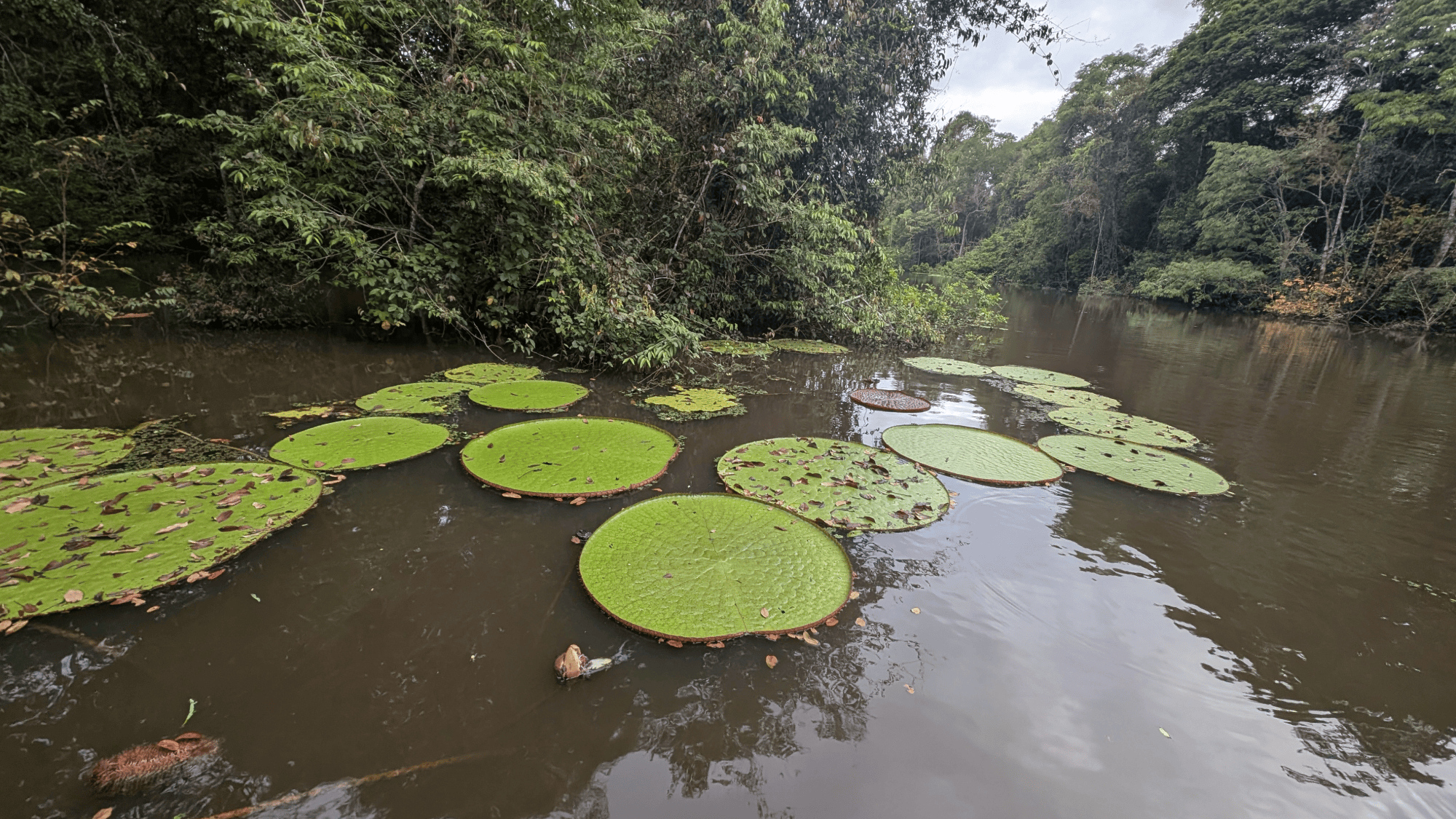 giant green waterlillies