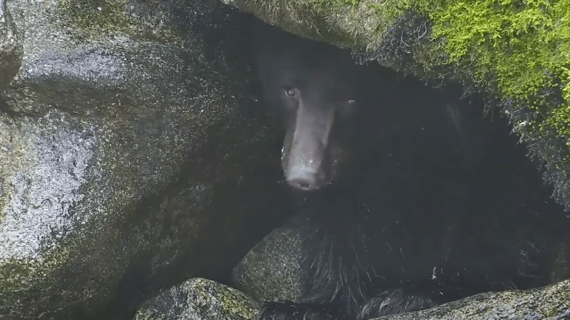 a black bear hanging out between two rocks
