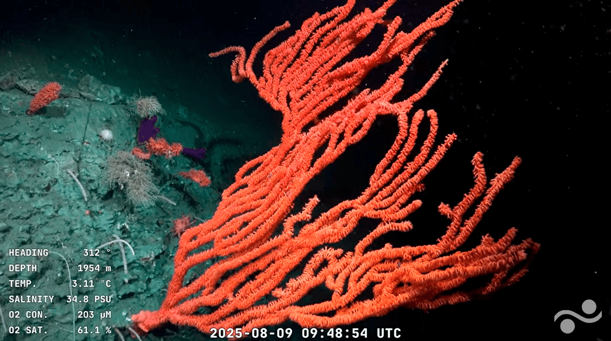 orange coral in a deep-sea canyon