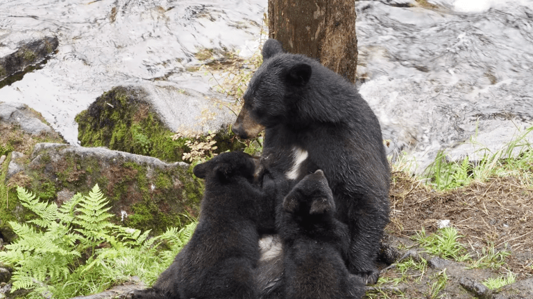 a black bear nursing two cubs