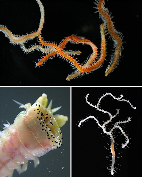 Three bristle worms Two images of bristle worms that look like thin branching cacti, a third image is a white worm with a cupped speckled butt