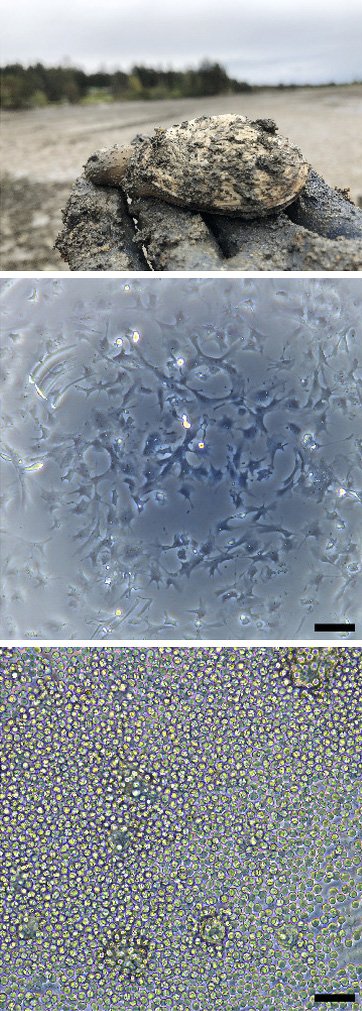 Three images show a clam, normal clam hemocytes and cancerous hemocytes.