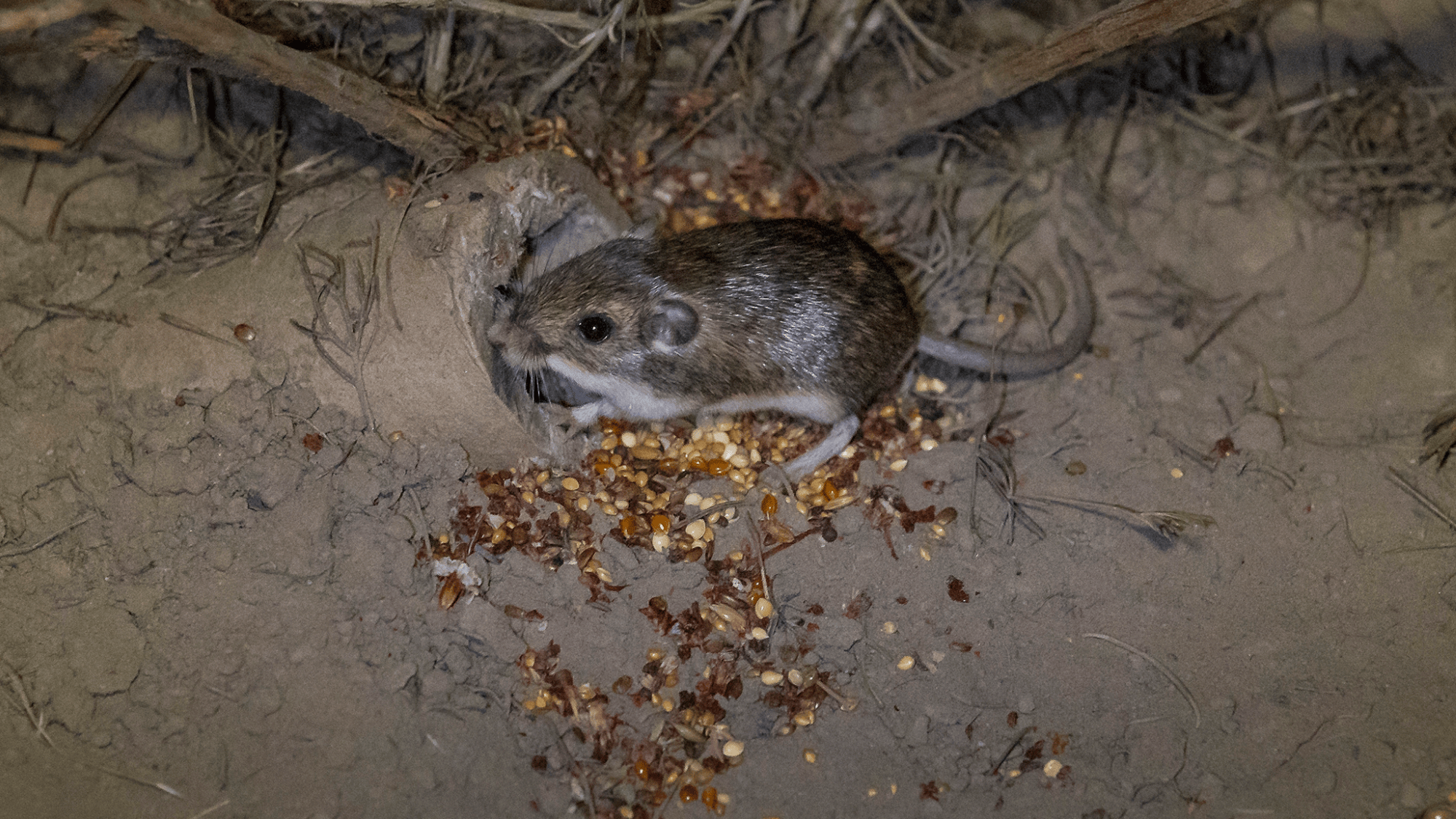 North America’s tiniest mammals are living at a Marine Corps training area. That’s good.