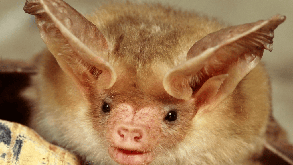 Bat Beauty Contest returns October 24 | Popular Science