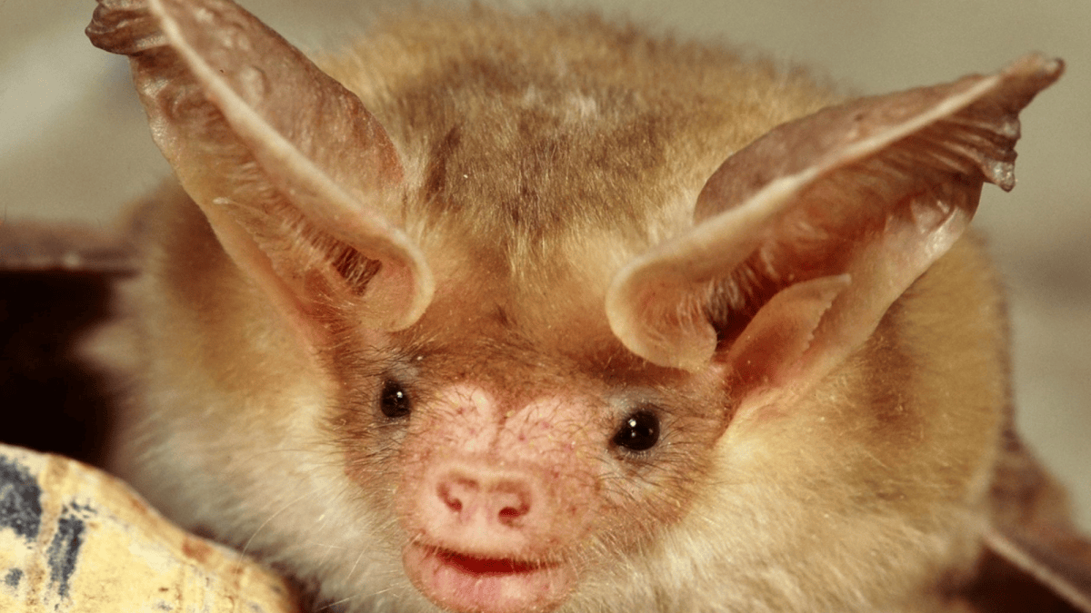 Bureau of Land Management launches 2026 Bat Beauty Contest on Oct 24