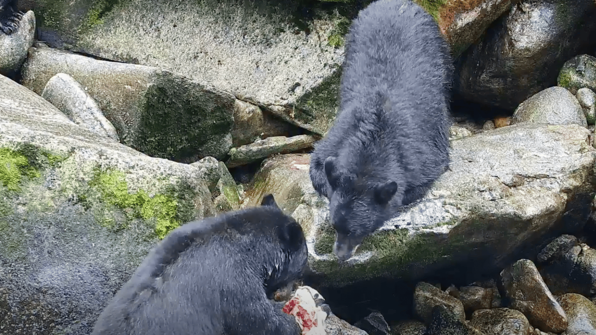 two bears on rocks. one is eating a salmon, and the other is waiting to some salmon