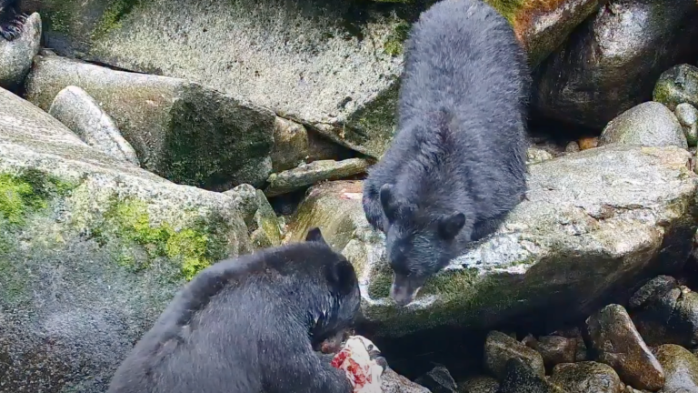 two bears on rocks. one is eating a salmon, and the other is waiting to some salmon