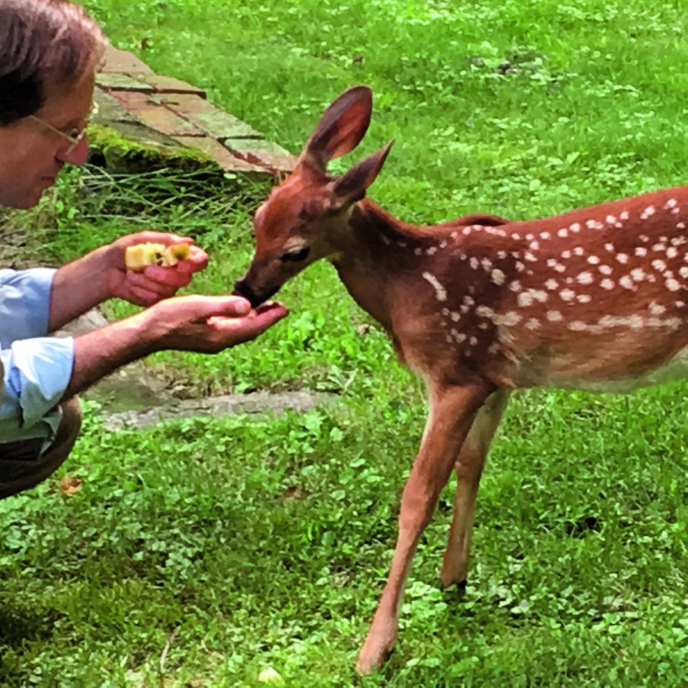 a man feeding a baby deer