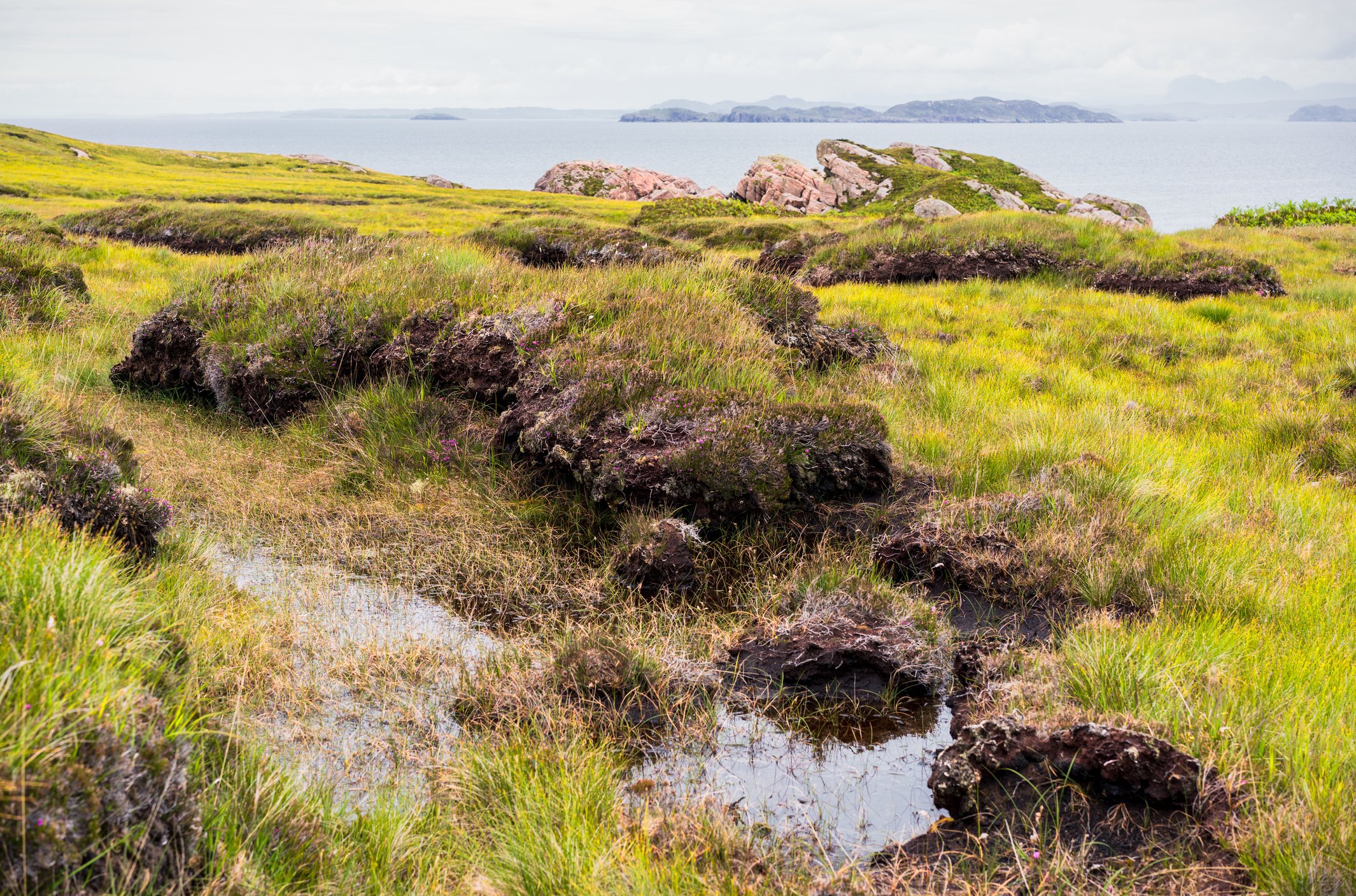 A coastal peat bog that looks like a grassy wetland near a rocky coast with islands in the distance.