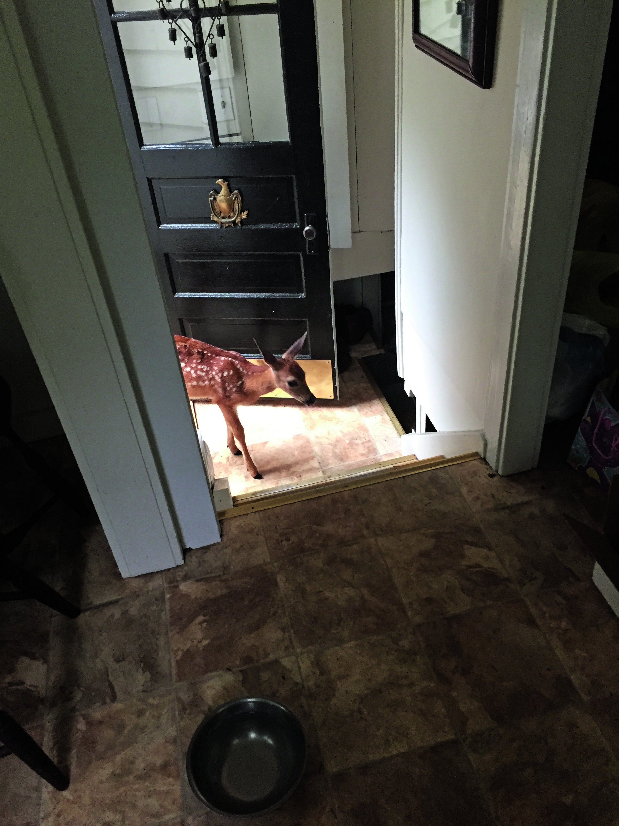 a baby deetrwalking into a home