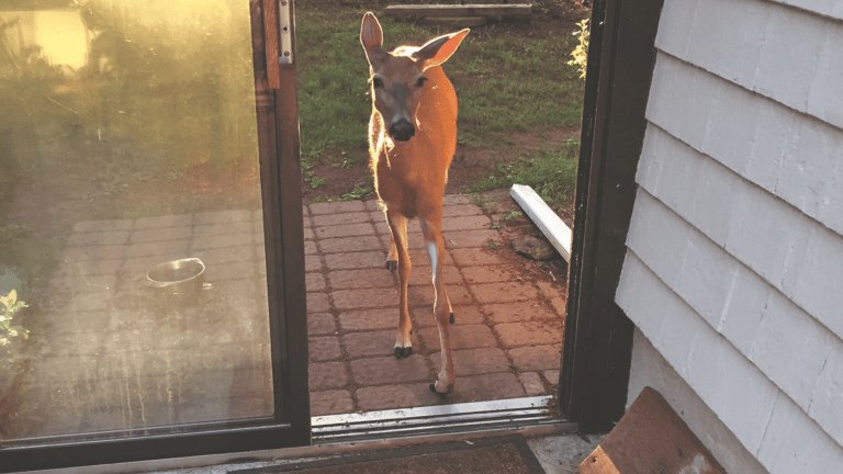 a baby deer walking into a home