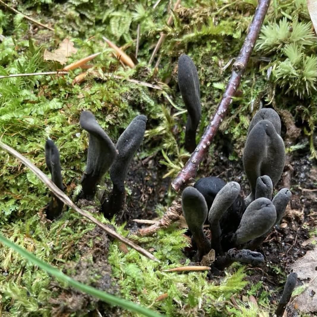 a black fungus that looks like fingers coming up from the ground