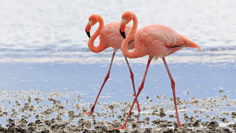 Two pink flamingos walking side by side in a lagoon.