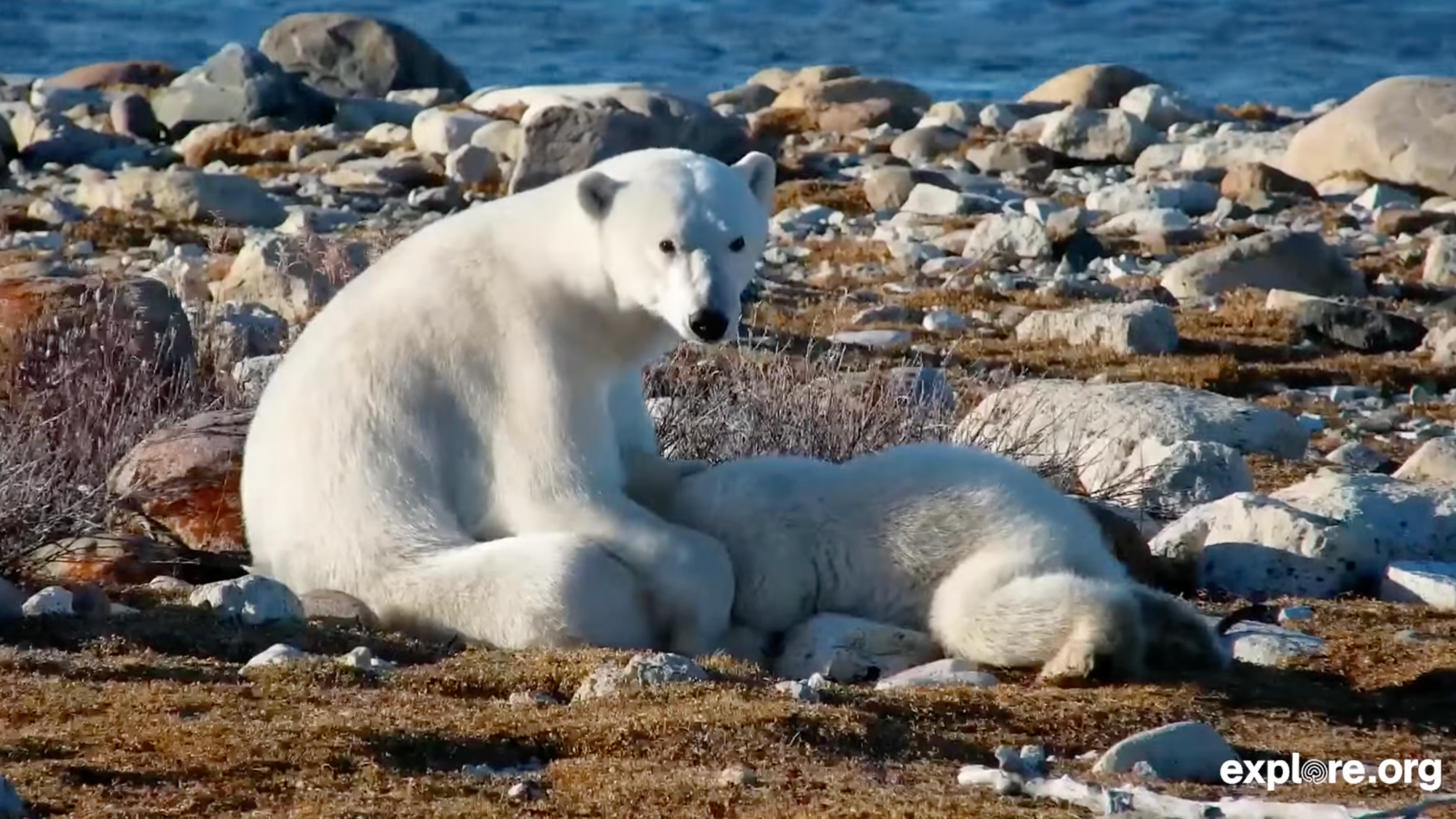 two polar bears on a shoreline